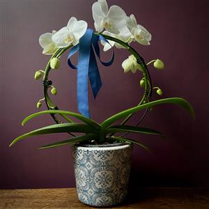 Eternity Orchid &amp; Pot