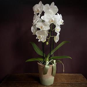 Cascading Orchid &amp; Pot