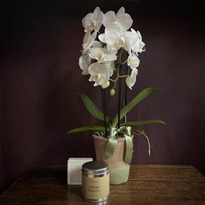 Cascading Orchid Gift Set