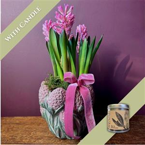 Pink Hyacinth &amp; Candle