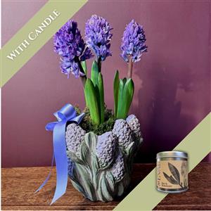 Blue Hyacinth &amp; Candle