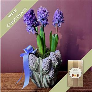 Blue Hyacinth &amp; Chocolates