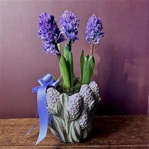 Blue Hyacinth