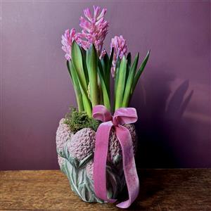 Pink Hyacinth