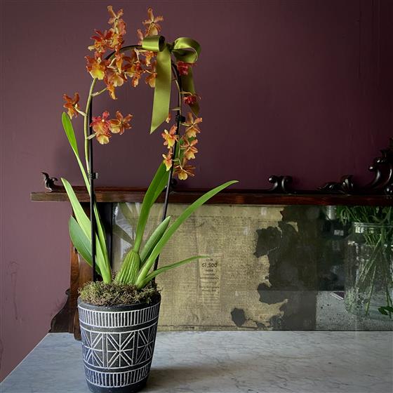 Cambria orchid deals