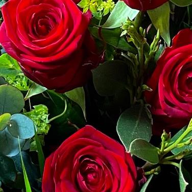 Rose Rdery Dorothy Red Roses
