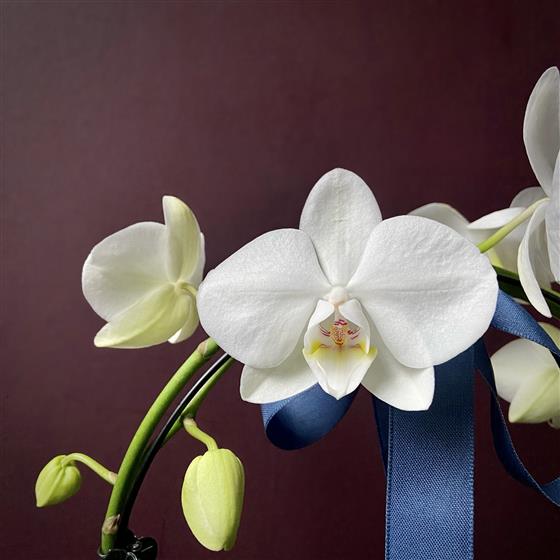 Eternity orchid Clearance